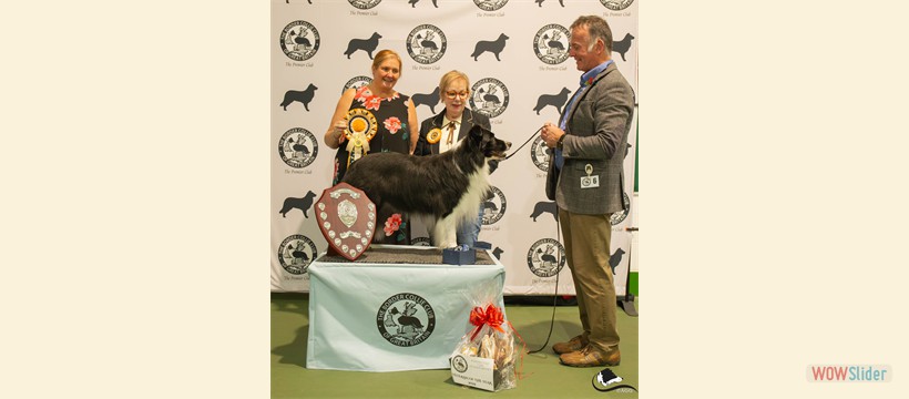 Veteran Of The Year 2025 - Sh Ch Arrodare It's Now Or Never JW